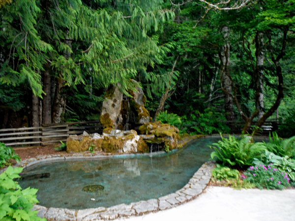 pond in the garden area